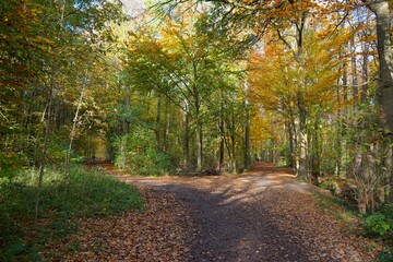 Fototapeta na wymiar Gabelung von Wanderwegen im Wald im Herbst, Naherholung und Herbstwanderung 