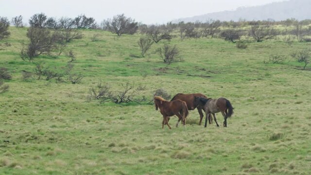 tracking shot of two wild horses fighting at kosciuszko national park in nsw, australia