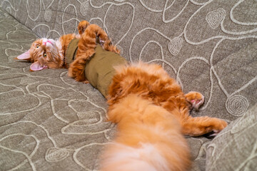 Young red cat of Maine Coon breed in post-operative bandage lying on sofa with its belly up....