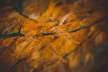 autumn leaves in the morning