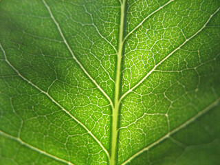 a close-up on a green leaf
