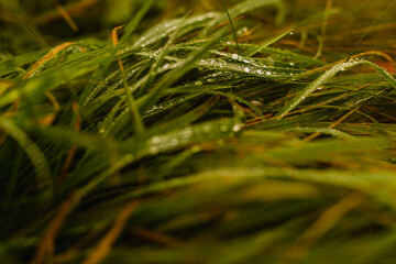 Tautropfen auf Grasblättern fokussiert