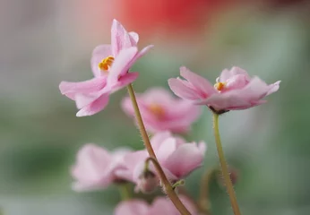 Foto op Canvas Pink flowers of violets. Macro photo. © Vitaly