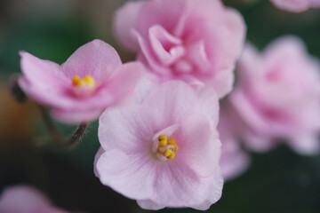 Naklejka na ściany i meble Pink flowers of violets. Macro photo.