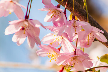 Spring flowers. Beautiful cherry blossoms on tree at sunny spring day. Floral background