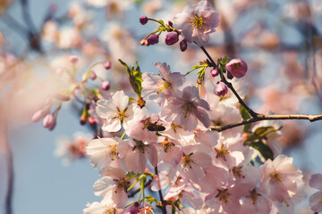 Spring flowers. Beautiful cherry blossoms on tree at sunny spring day. Floral background