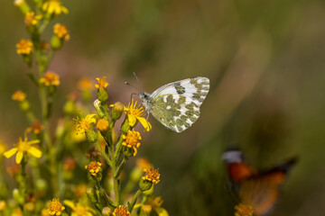 New Speckled butterfly / Pontia edusa