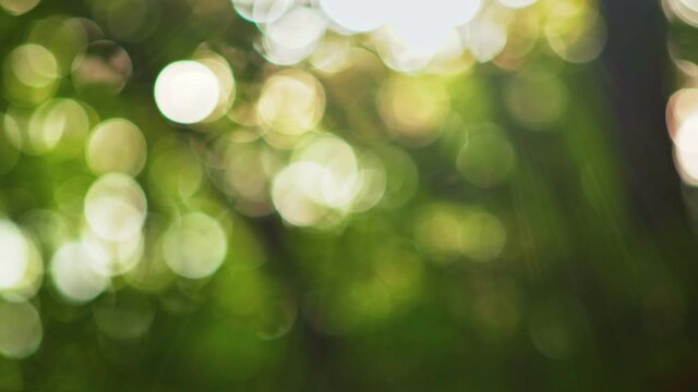 Green natural roundish bokeh background. Summer day in the forest. Green leaves and sun rays. 4K