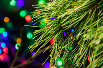 
Christmas tree. Green branches. Multicolored bokeh