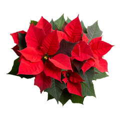 Red potted  poinsettia flower isolated on white. Christmas star flower. Top view.