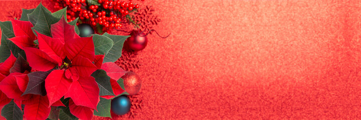 Red poinsettia flower and festive Christmas arrangement on red background. Top view, copy space....