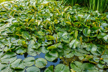 Teich mit einem Teppich aus Seerosenblätter