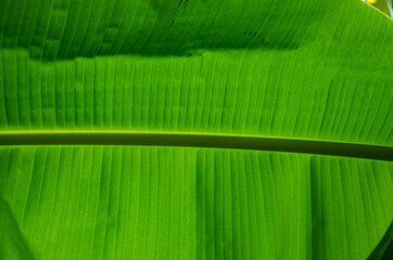 Green banana on a tree with leaves, flowers and fruits
