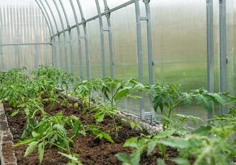 Young green tomato seedlings in the greenhouse. Blurry background