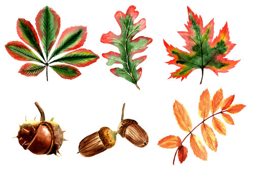 set of autumn leaves, chestnut, oak, maple, mountain ash, acorn. watercolour. Bitmap illustration isolated on a white background