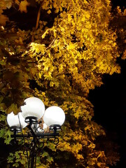 autumn leaves with lantern