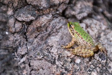 Frog on tree trunk