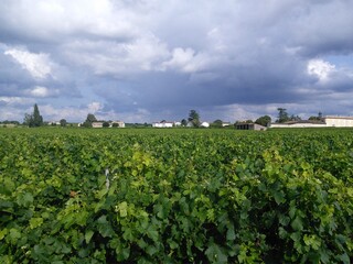 Fototapeta na wymiar Vineyards in France (Saint-Emilion)