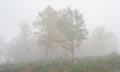 Obraz na płótnie Canvas trees in the fog
