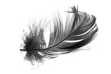 Black feather on white background 