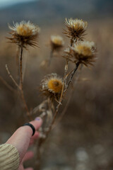 female hand holding dry thistle plant growing in the autumn field with bokeh