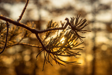 Christmas paper for gifts. Christmas decorations