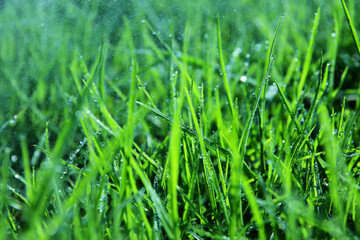 Background of morning dew drops over green grass. selective focus