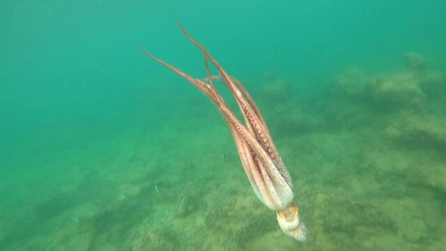 Wild octopus swims underwater in slow motion. View of this creature in mediterranean sea trying to defend himself swimming. One octopuss at the sea. Wild Octopuses.