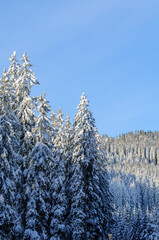 Fototapeta na wymiar Winter forest background texture