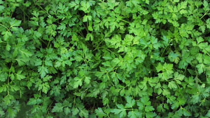 Green parsley leaves background