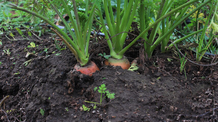 Carrots grow in a vegetable garden close-up.