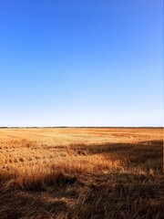 field of wheat