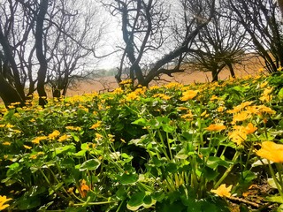 Obraz premium field of dandelions