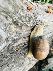 snail on a tree