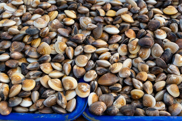 Piled of Fresh ENAMEL VENUS SHELL(Meretrix lyrata) sell on Thai seafood market