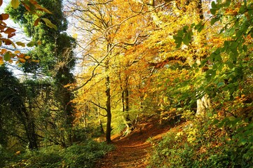 Obraz premium autumn in the forest