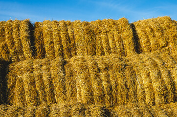 Rolls of straw lie in a pile of agriculture and organic products, autumn season