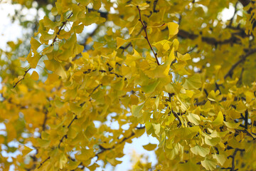 秋に色づく銀杏