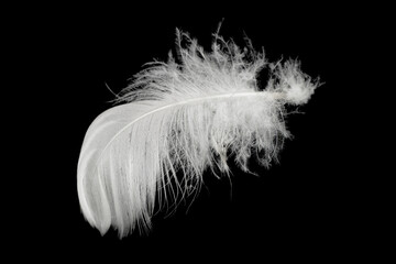 White feather isolated on a black background 
