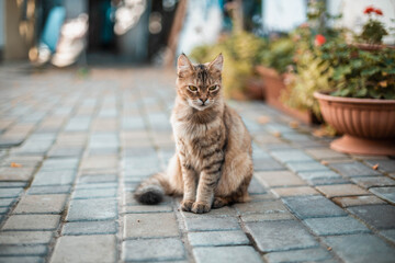 Cute tabby cat sits on the street near the house among flowers