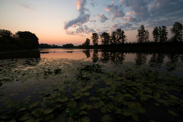 Naklejka premium soft pink dawn over a calm lake overgrown with water lilies