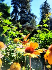 flowers in the garden