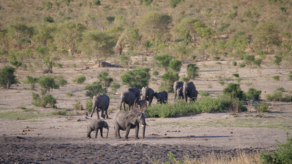 Herd of African Bush elephants at Khaudum National Park