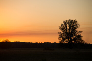 Fototapeta na wymiar a bright orange sunset and a lonely tree growing in a field