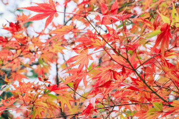 秋に色づく紅葉