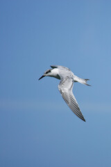 Obraz premium Sandwich Tern (Thalasseus sandvicensis) juvenile in flight, Baltic Sea, Mecklenburg-Western Pomerania, Germany