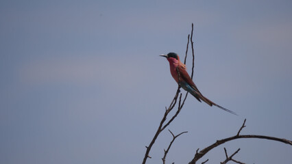 Southern carmine bee-eater on a tree branch