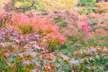 Obraz na płótnie Canvas 日本庭園の紅葉