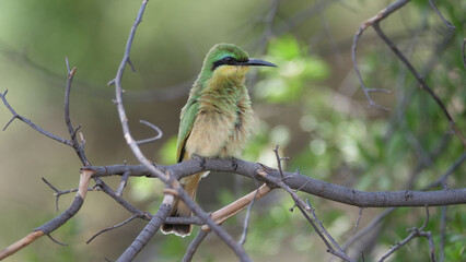 Swallow-tailed bee-eater on a tree branch
