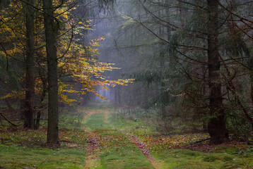 Path through a misty forest in autumn, dark pine trees and brown and yellow leaves of Beech  